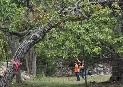 Affordable Tree Maintenance