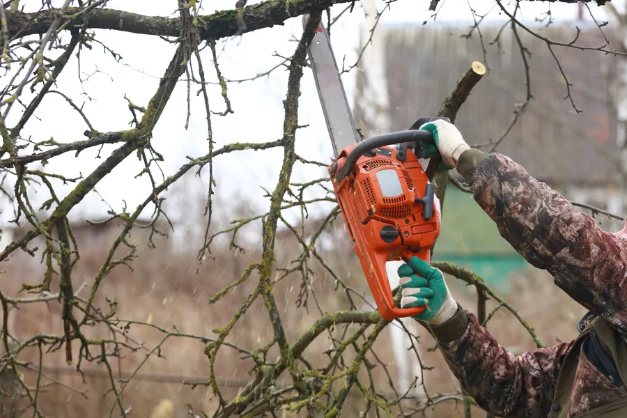 Affordable Tree Trimming Kerrville, TX Affordable Tree Trimming Kerrville, TX
