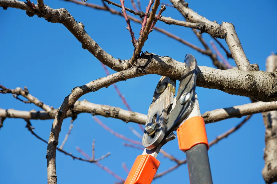 Common Mistakes To Avoid During Tree Pruning Kerrville, TX Common Mistakes To Avoid During Tree Pruning Kerrville, TX
