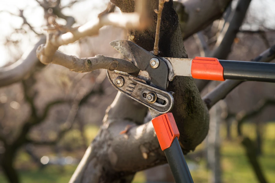 Common Mistakes To Avoid During Tree Pruning in Kerrville, TX Common Mistakes To Avoid During Tree Pruning in Kerrville, TX