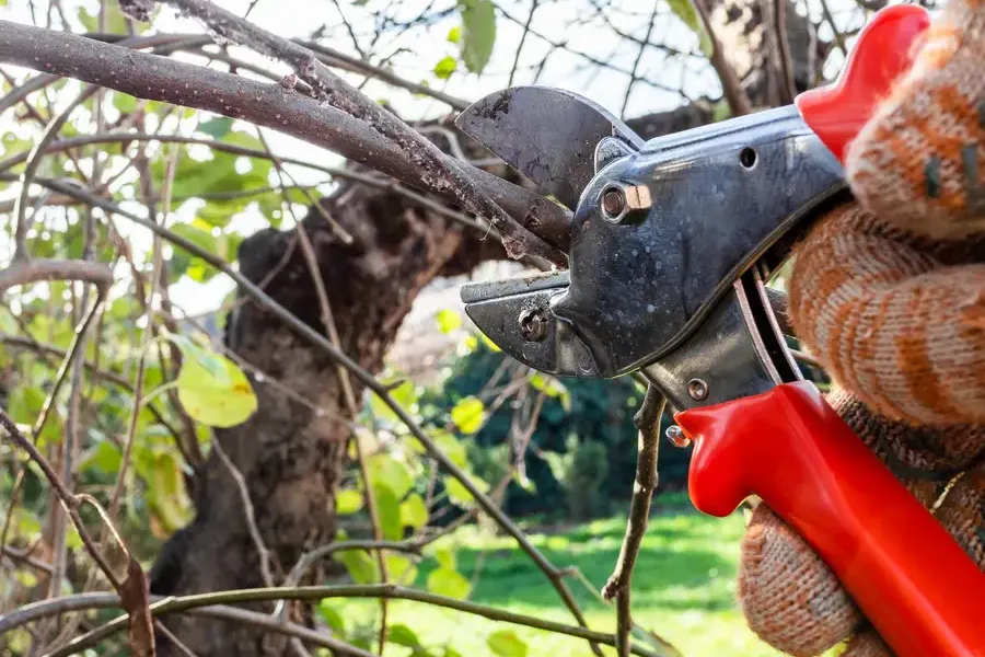 Excellent Tree Pruning Services Kerrville, TX Excellent Tree Pruning Services Kerrville, TX