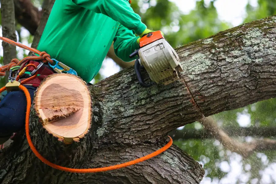 Experienced Tree Trimming Kerrville, TX Experienced Tree Trimming Kerrville, TX
