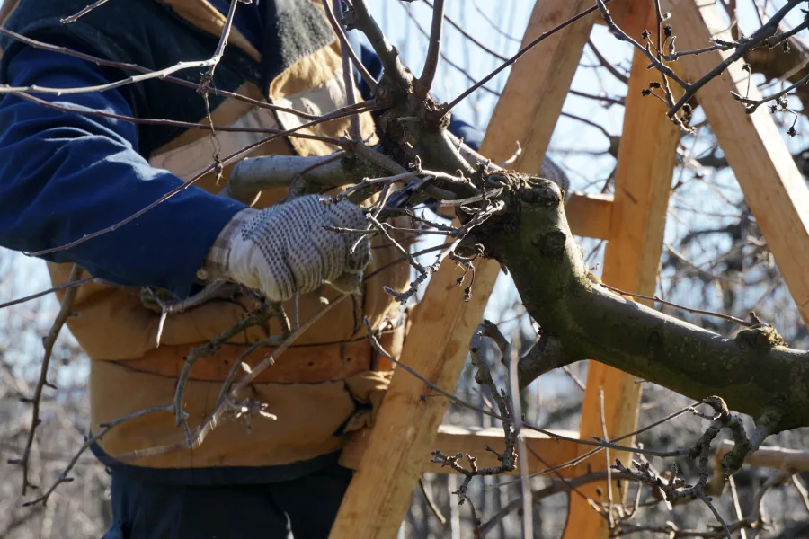 Expert Tree Pruning Services Kerrville, TX Expert Tree Pruning Services Kerrville, TX