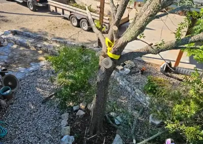 Expert Tree Service