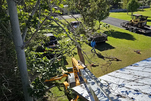 Francisco's Tree Service's other services