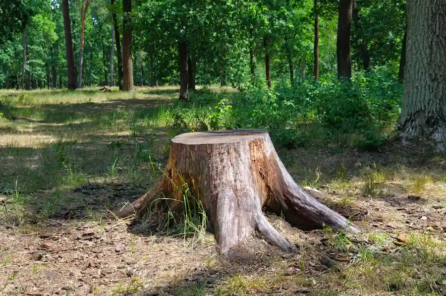 How Stump Removal Improves Soil Health And Lawn Growth Kerrville, TX How Stump Removal Improves Soil Health And Lawn Growth Kerrville, TX