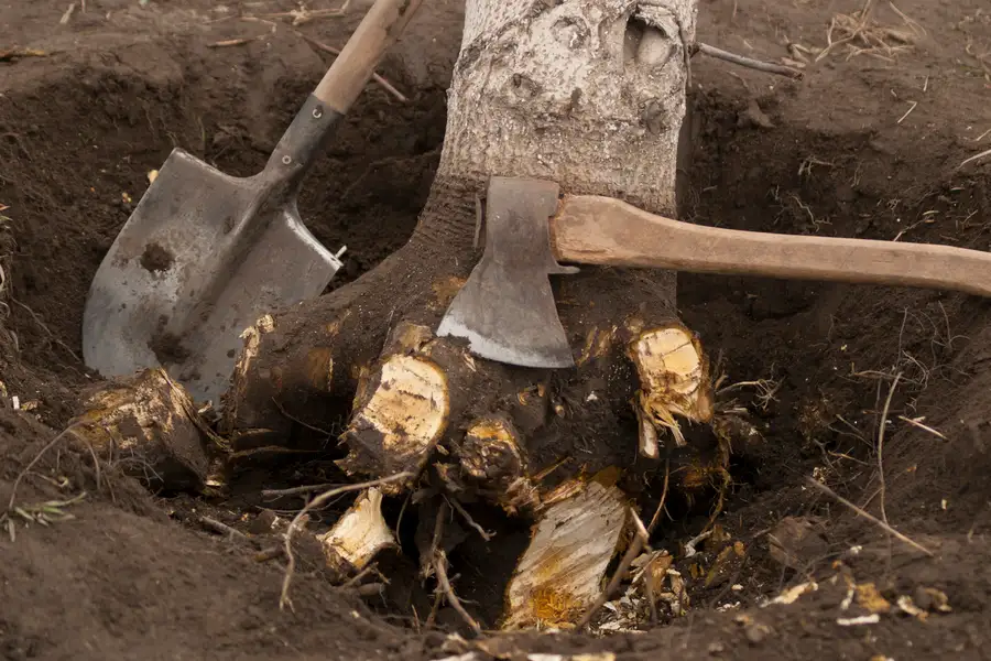 How Stump Removal Improves Soil Health And Lawn Growth in Kerrville, TX How Stump Removal Improves Soil Health And Lawn Growth in Kerrville, TX
