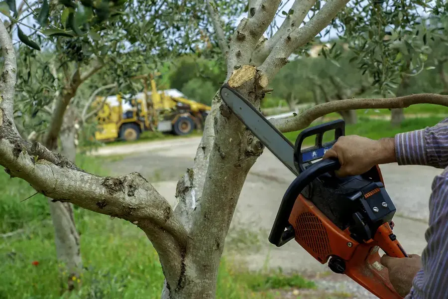 How Tree Trimming Enhances The Health Of Your Trees Kerrville, TX How Tree Trimming Enhances The Health Of Your Trees Kerrville, TX