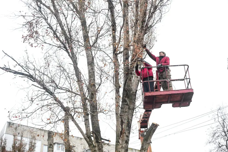 How Tree Trimming Enhances The Health Of Your Trees in Kerrville, TX How Tree Trimming Enhances The Health Of Your Trees in Kerrville, TX