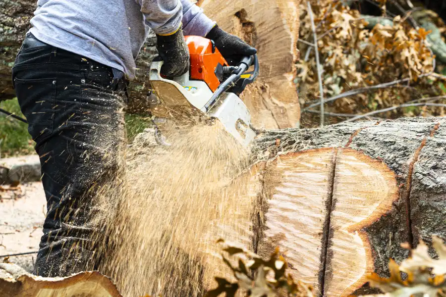 Local Stump Removal Kerrville, TX Local Stump Removal Kerrville, TX