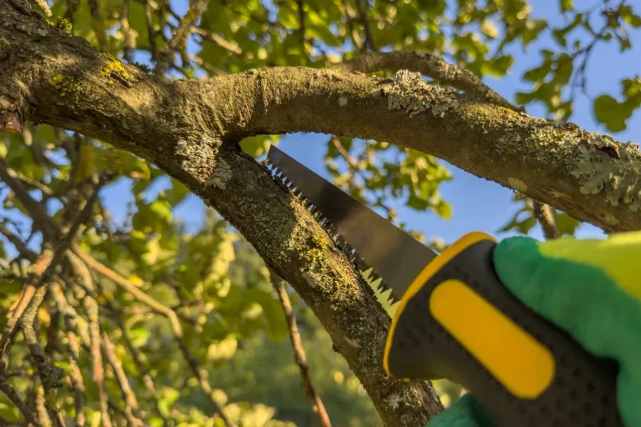 Premium Tree Trimming Kerrville, TX Premium Tree Trimming Kerrville, TX