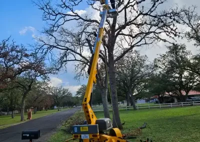 Professional Tree Care