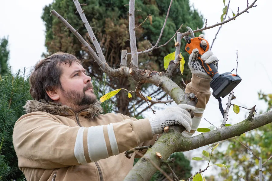 Professional Tree Pruning Services Kerrville, TX Professional Tree Pruning Services Kerrville, TX