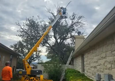 Skilled Tree Specialist