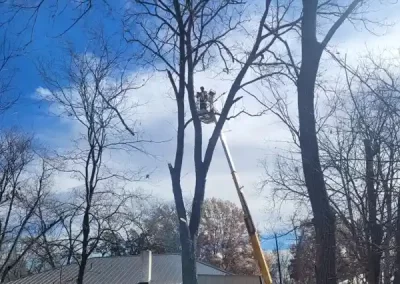 Skilled Tree Specialist