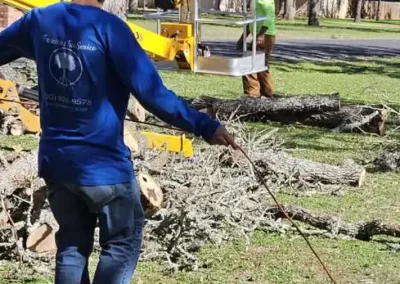 Skilled Tree Specialist