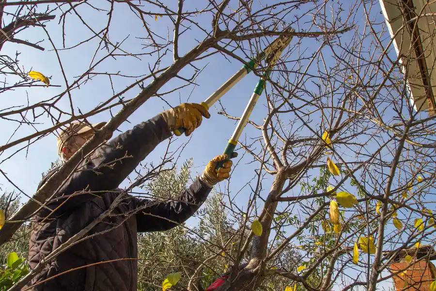 The Importance Of Proper Tree Trimming For Safety Kerrville, TX The Importance Of Proper Tree Trimming For Safety Kerrville, TX