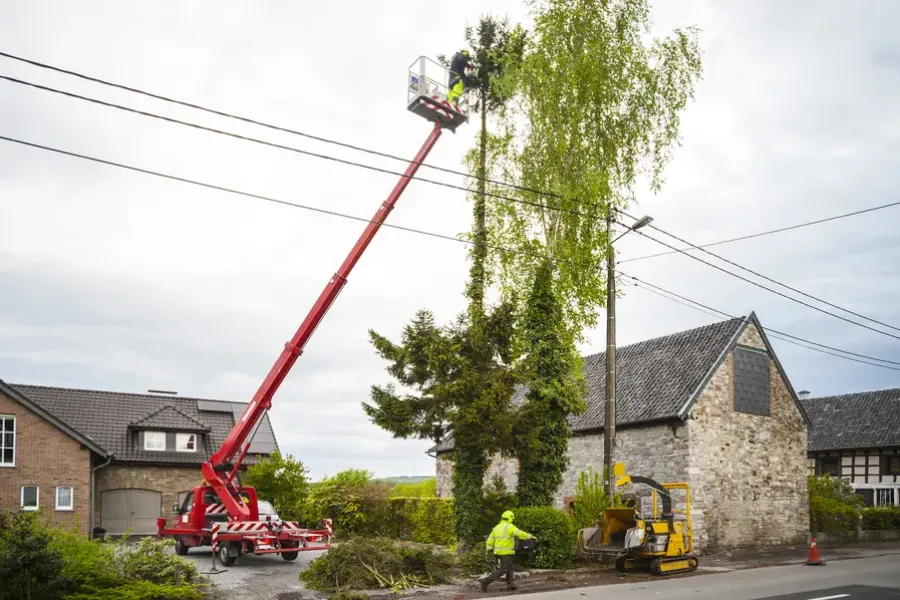 The Importance Of Proper Tree Trimming For Safety in Kerrville, TX The Importance Of Proper Tree Trimming For Safety in Kerrville, TX