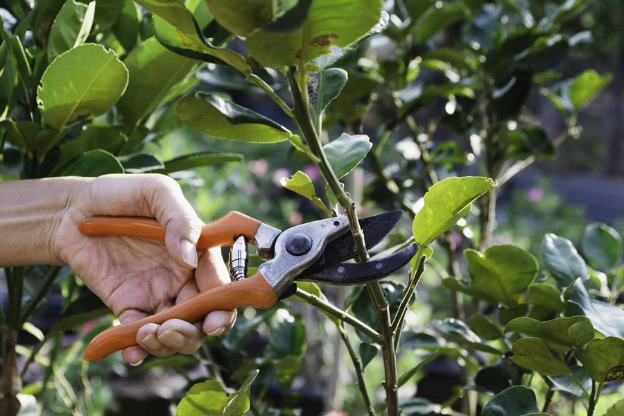 The Role Of Tree Pruning In Preventing Disease Spread Kerrville, TX The Role Of Tree Pruning In Preventing Disease Spread Kerrville, TX