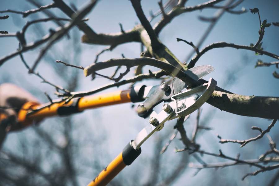 The Role Of Tree Pruning In Preventing Disease Spread in Kerrville, TX The Role Of Tree Pruning In Preventing Disease Spread in Kerrville, TX
