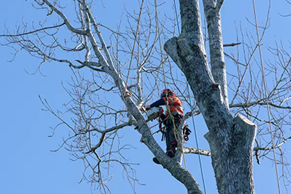 Tree Pruning Services