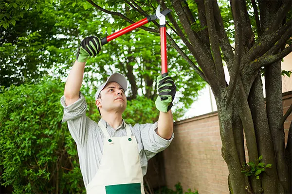 Tree Trimming