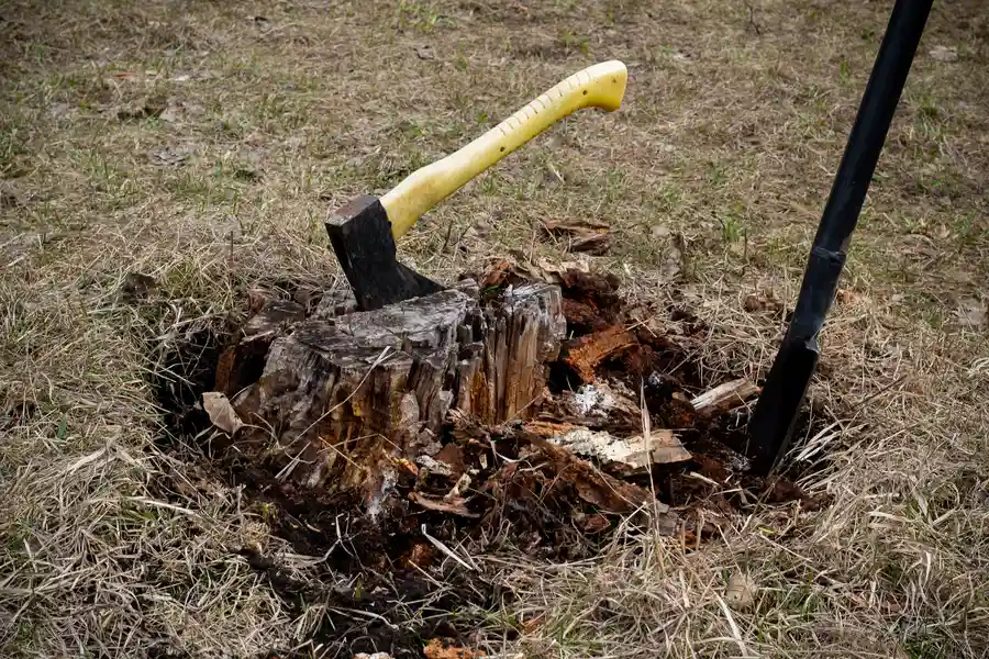 Why Stump Removal Is Essential After Tree Removal Kerrville, TX
