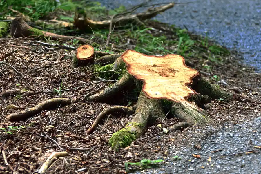 Why Stump Removal Is Essential After Tree Removal in Kerrville, TX